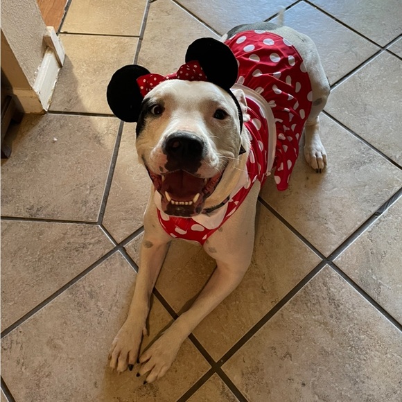 Disneys Minnie Mouse dog costume - Picture 1 of 4